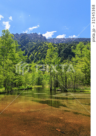 上高地　田代池　新緑 31545368