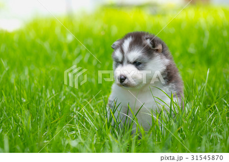 Puppy in the garden 31545870