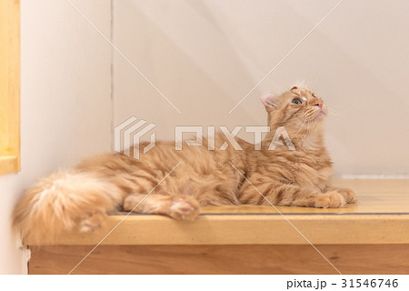cat sleep on stair 31546746