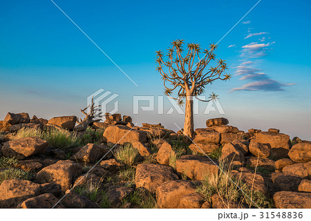 The quiver tree, Keetmanshoop, Namibia 31548836
