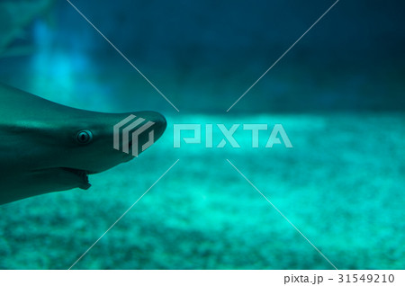 beautiful and dangerous shark in the water 31549210