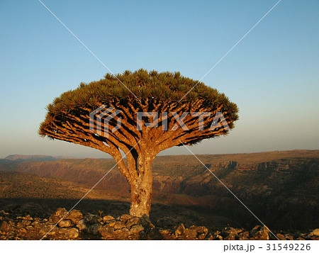 Dragon tree, Socotra Dragon tree, Socotra 31549226