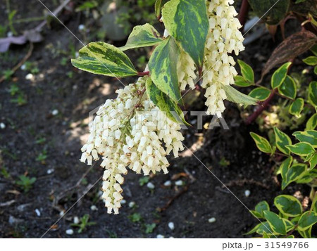 セイヨウイワナンテン／八王子 31549766