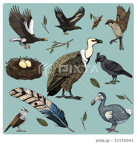 hand drawn vector realistic bird, sketch graphic 31550041