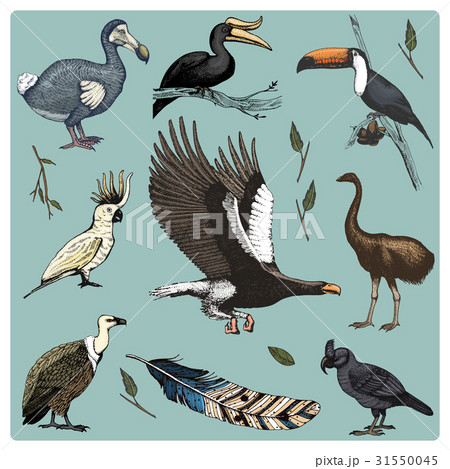 hand drawn vector realistic bird, sketch graphic 31550045