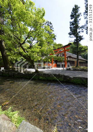 上賀茂神社　御手洗川 31551249