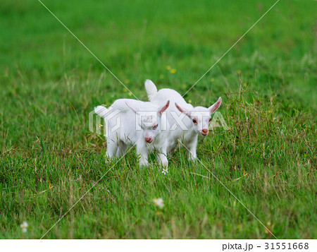 山羊の子供 山羊の子供 31551668