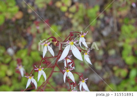 可憐な花 可憐な花 31551891
