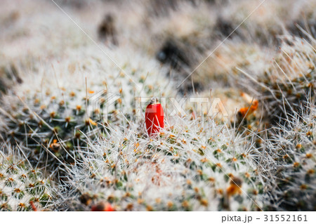 Beautiful cactus in the garden, close up Beautiful cactus in the garden, close up 31552161