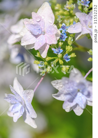 ガクアジサイ 31552252