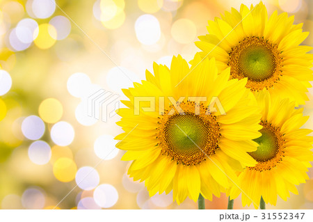 Sunflowers on yellow background 31552347