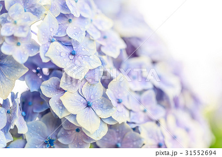 アジサイ 品種(メロディ) アジサイ 品種(メロディ) 31552694