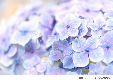 アジサイ 品種(メロディ) 31552695