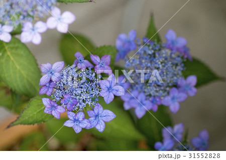 紫陽花 31552828