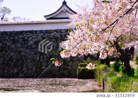 舞鶴公園の桜 31552959
