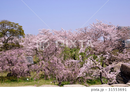 舞鶴公園の桜 舞鶴公園の桜 31553691