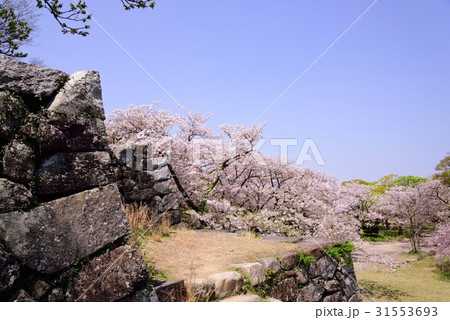 舞鶴公園の桜 舞鶴公園の桜 31553693