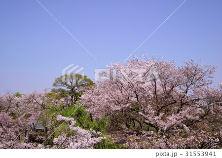 舞鶴公園の桜 31553941