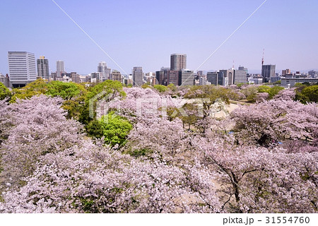 舞鶴公園の桜 31554760