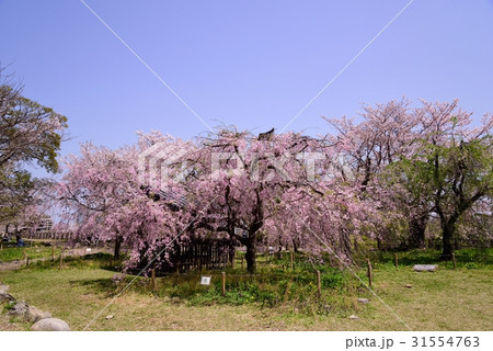 舞鶴公園の桜 31554763