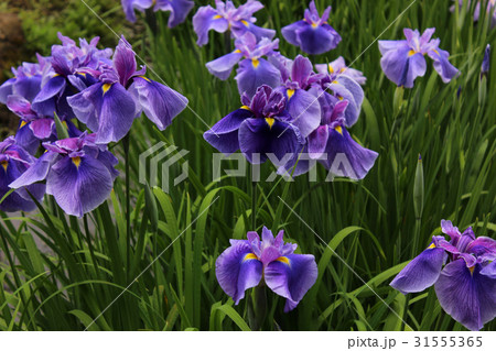美しく咲き揃った紫の花菖蒲 美しく咲き揃った紫の花菖蒲 31555365