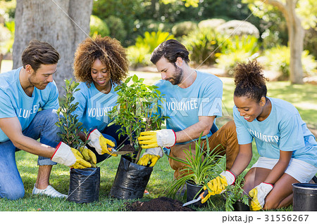Group of volunteer planting 31556267