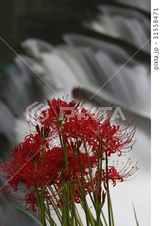 辻のヒガンバナ群生地 31558471