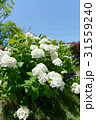 白い紫陽花 31559240