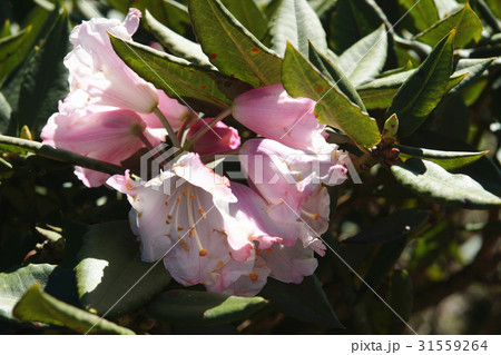 国内産 家庭的 国内 31559264