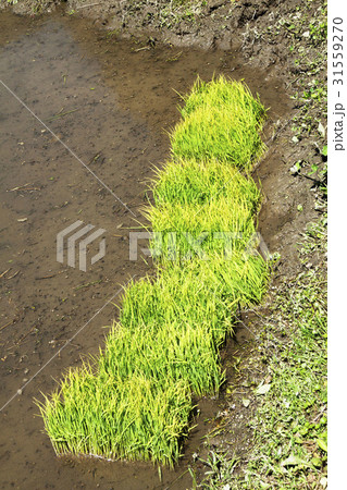米の苗 31559270