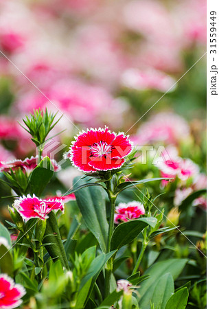 Dianthus Chinensis Flowers. 31559449