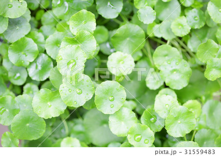 Asiatic pennywort 31559483