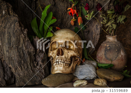 Still life with a human skull with desert plants Still life with a human skull with desert plants 31559689