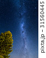 テカポの木と星空 31560445