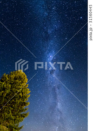 テカポの木と星空 31560445