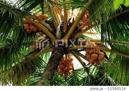 king coconut fruits grow on tree 31560524
