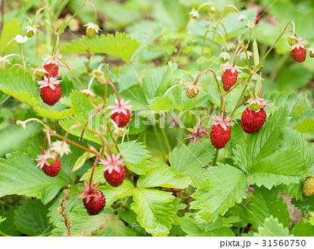 ワイルドストロベリー  31560750