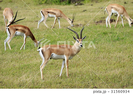 ガゼルの写真素材