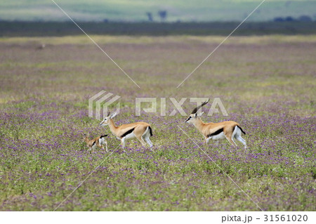 トムソンガゼルの親子 31561020