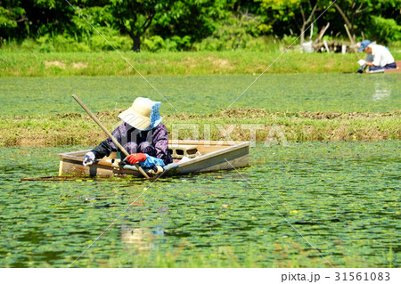 春の収穫　三種町じゅんさいの摘み取り 31561083