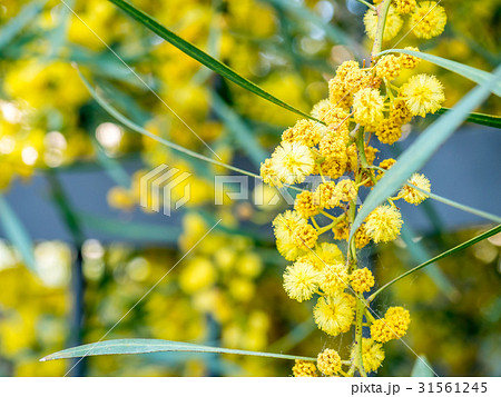 Yellow flowers Yellow flowers 31561245