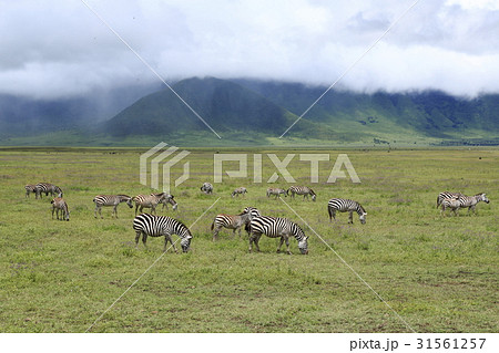 シマウマの群れ 31561257