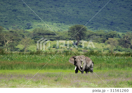 アフリカゾウ アフリカゾウ 31561260