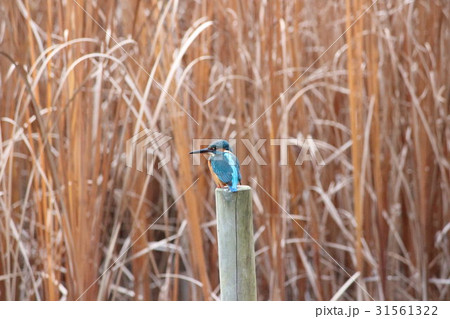 カワセミ (翡翠) その10。 Common kingfisher 31561322