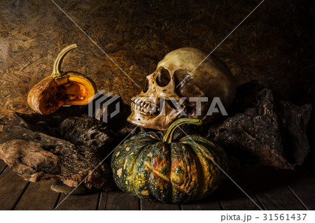 Still Life Skull and pumpkin on the timber. Still Life Skull and pumpkin on the timber. 31561437