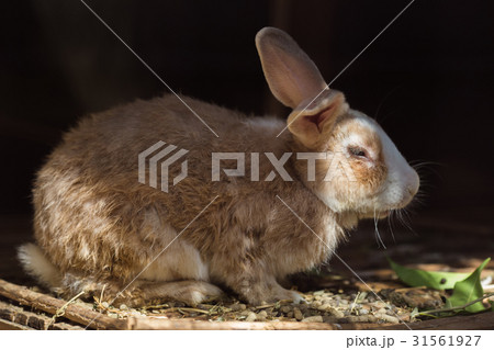 Rabbit Natural black background Rabbit Natural black background 31561927
