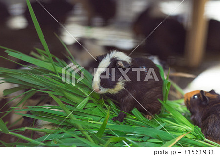 Cute Guinea pig black and white, eating grass. 31561931
