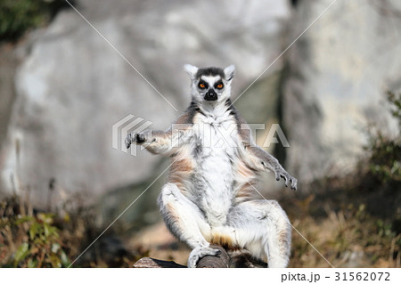 ワオキツネザル 日向ぼっこ ワオキツネザル 日向ぼっこ 31562072