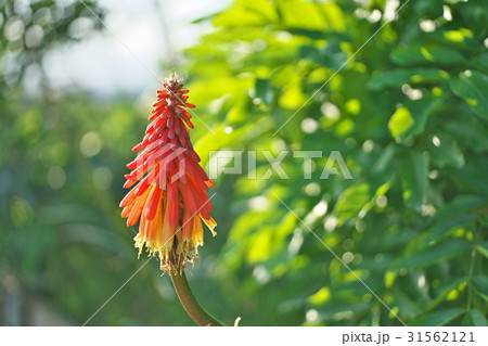 夕日に照らされるトリトマの赤い花 夕日に照らされるトリトマの赤い花 31562121