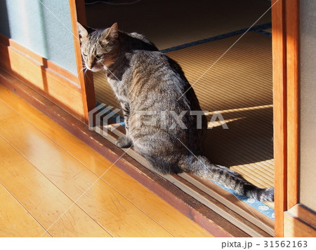 猫 ネコ 猫 ネコ 31562163